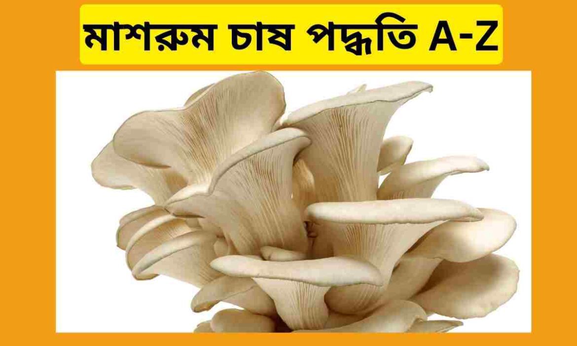মাশরুম চাষ পদ্ধতি, মাশরুম চাষ,