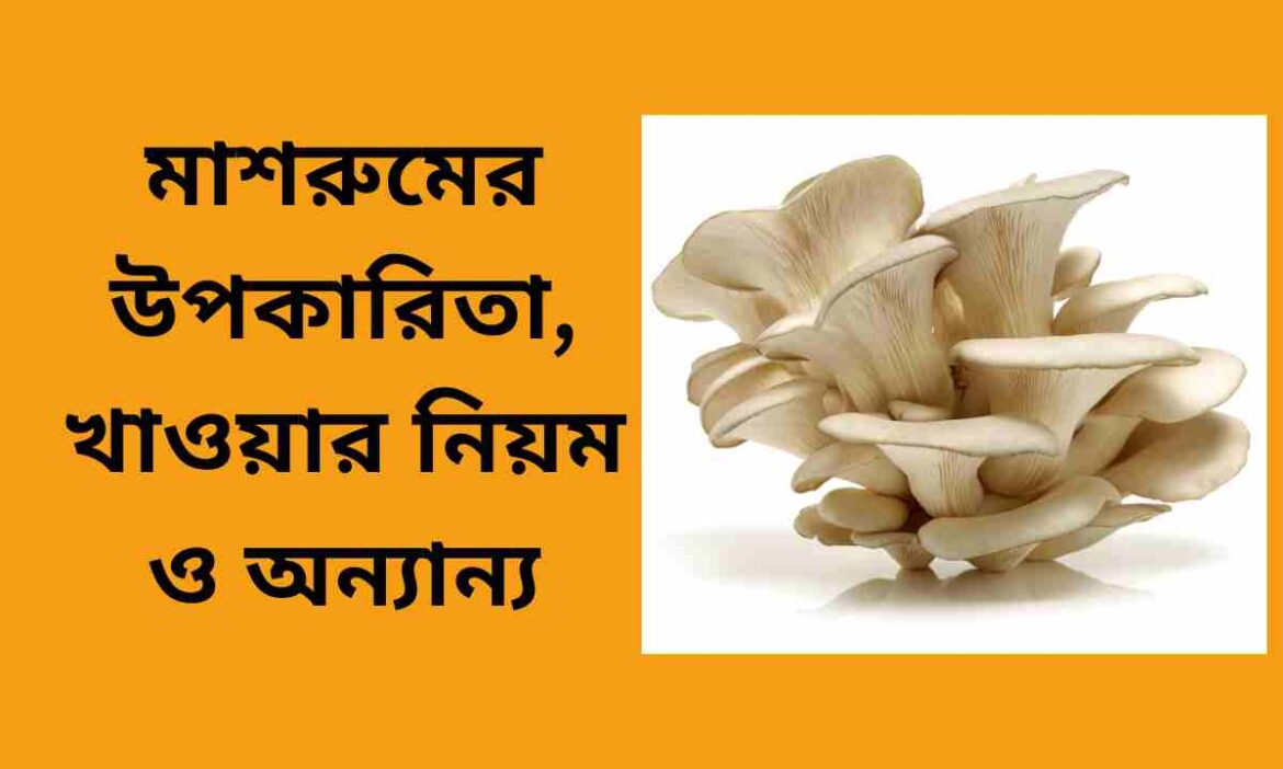 মাশরুমের উপকারিতা ও খাওয়ার নিয়ম মাশরুমের উপকারিতা ও খাওয়ার নিয়ম