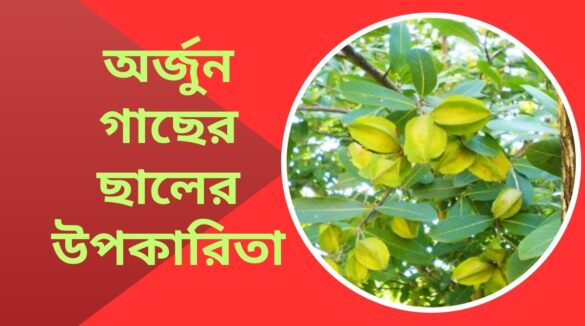 অর্জুন গাছের ছালের উপকারিতা
