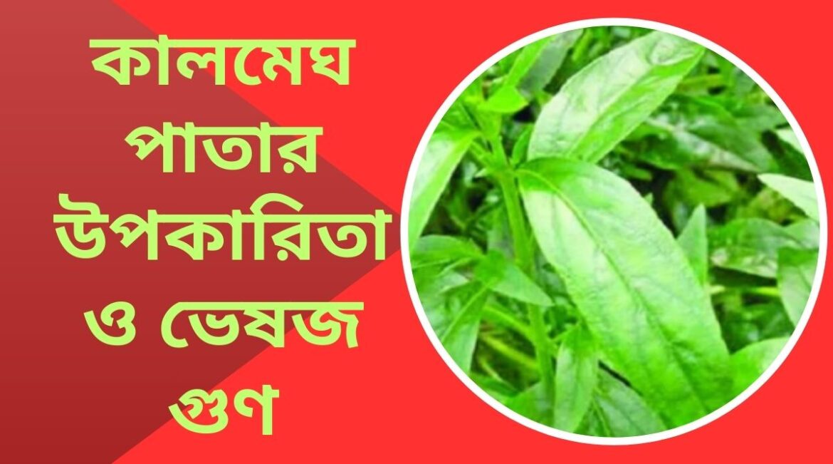 কালমেঘ পাতার উপকারিতা ও ভেষজ গুণ