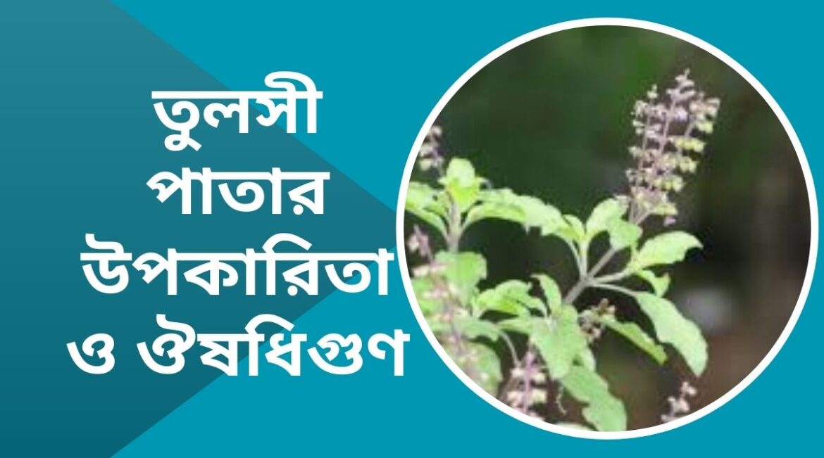 তুলসী পাতার উপকারিতা ও ঔষধিগুণ