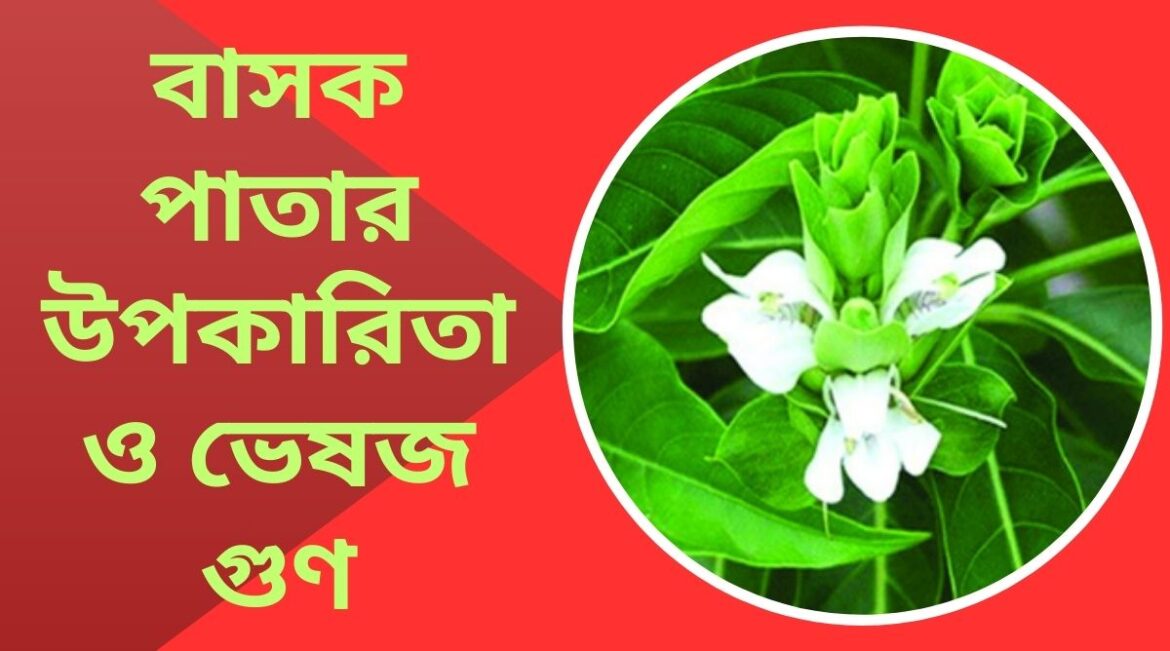 বাসক পাতার উপকারিতা ও ভেষজ গুণ বাসক পাতার উপকারিতা ও ভেষজ গুণ