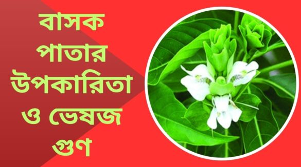 বাসক পাতার উপকারিতা ও ভেষজ গুণ